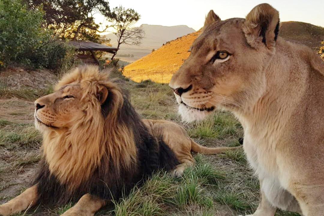 2 Lions Rescued From Misery in Captivity Fall Head Over Heels in Love at Sanctuary in South Africa