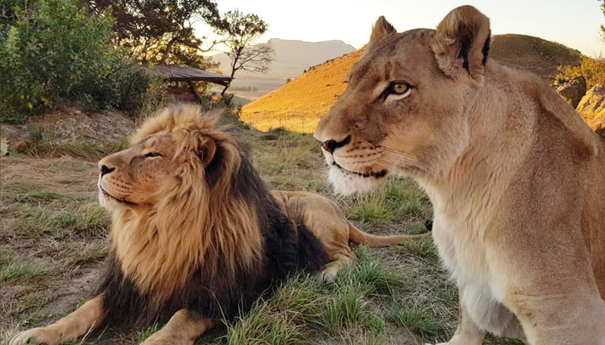 2 Lions Rescued From Misery in Captivity Fall Head Over Heels in Love at Sanctuary in South Africa