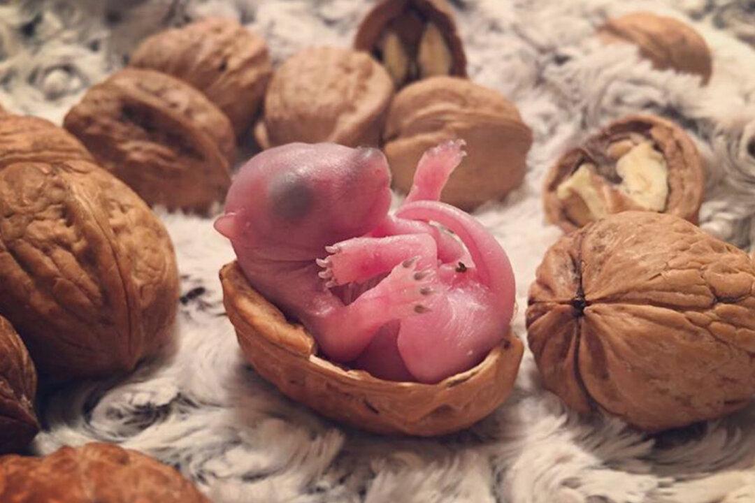 Man Finds Baby Squirrel on His Bed, 4 Years After Rescue It Grows Up to Be an Adorable Pet