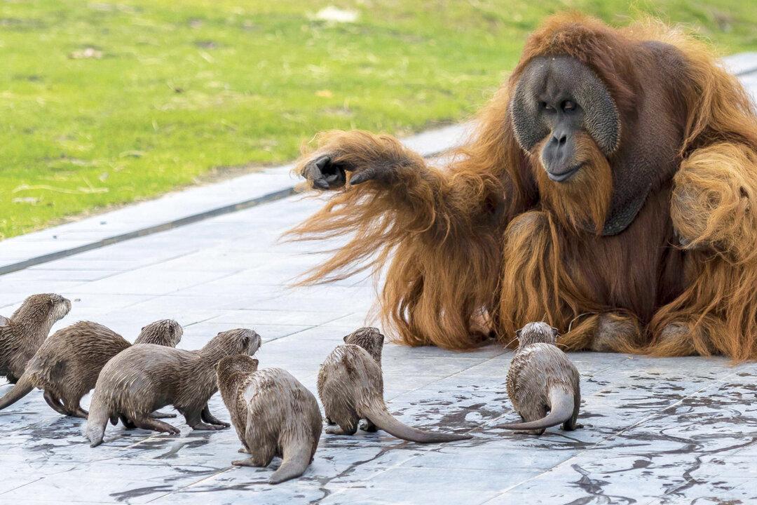 Orangutans Befriend Group of Otters at Zoo as Part of Enrichment Program, and the Photos Are Adorable