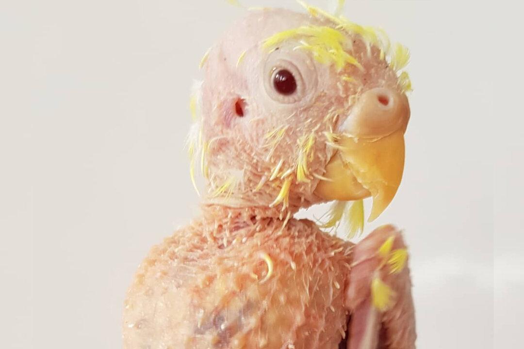 Featherless Budgie That Went Bald Due to Stress Thrives At Life Despite Viral Disease