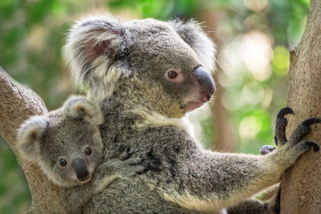 First Koala Joey Born in Australian Reptile Park After Devastating Bushfires Signals Hope