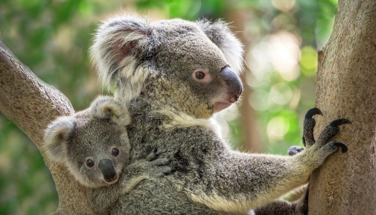Koalas to Receive Vaccine Shot Against Chlamydia