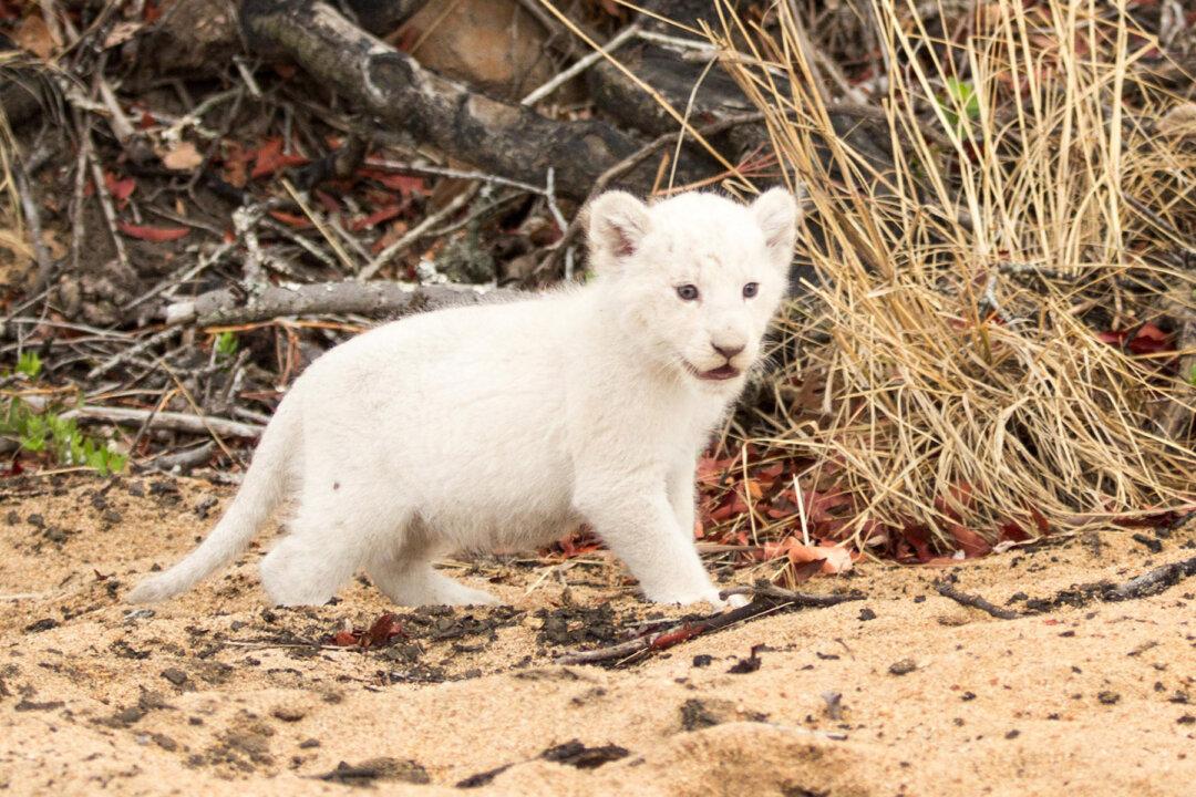 Lion Cub With White Fur Due to Rare Condition Sighted With Parents at Kruger Wildlife Reserve