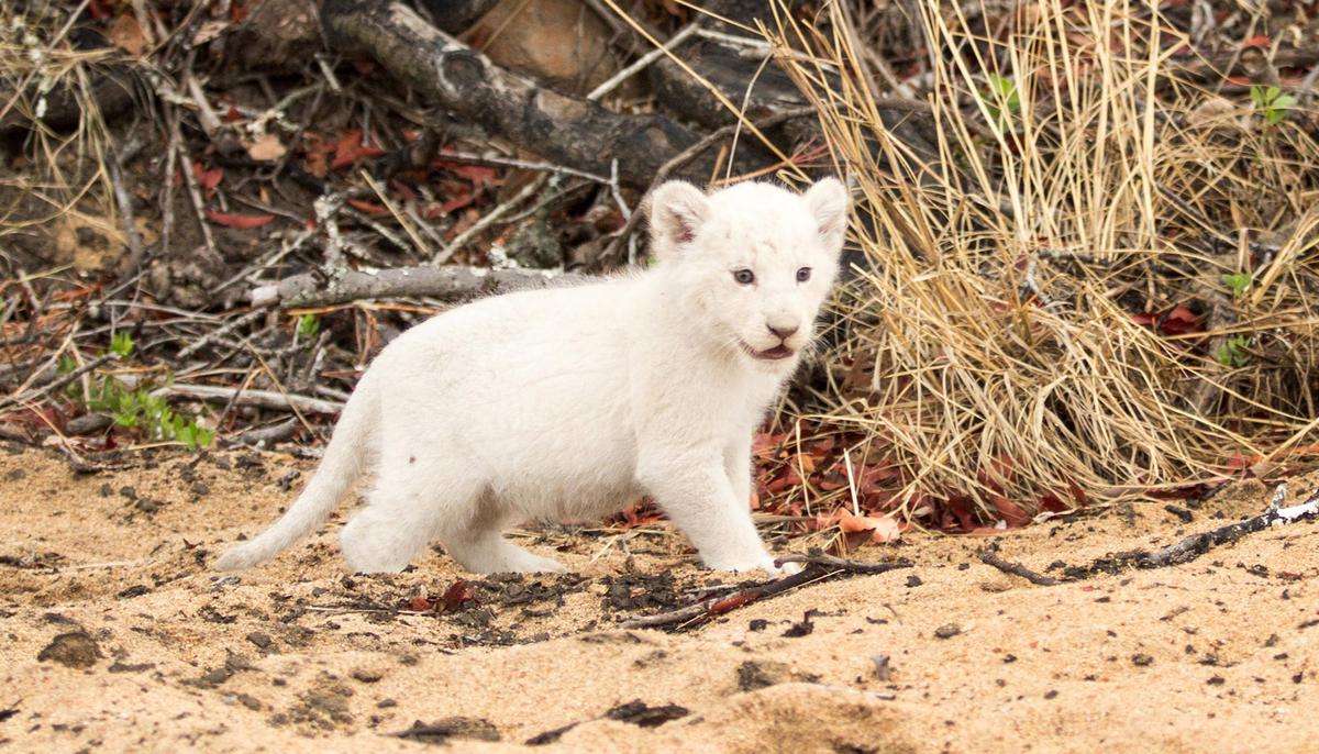 Lion Cub With White Fur Due to Rare Condition Sighted With Parents at Kruger Wildlife Reserve