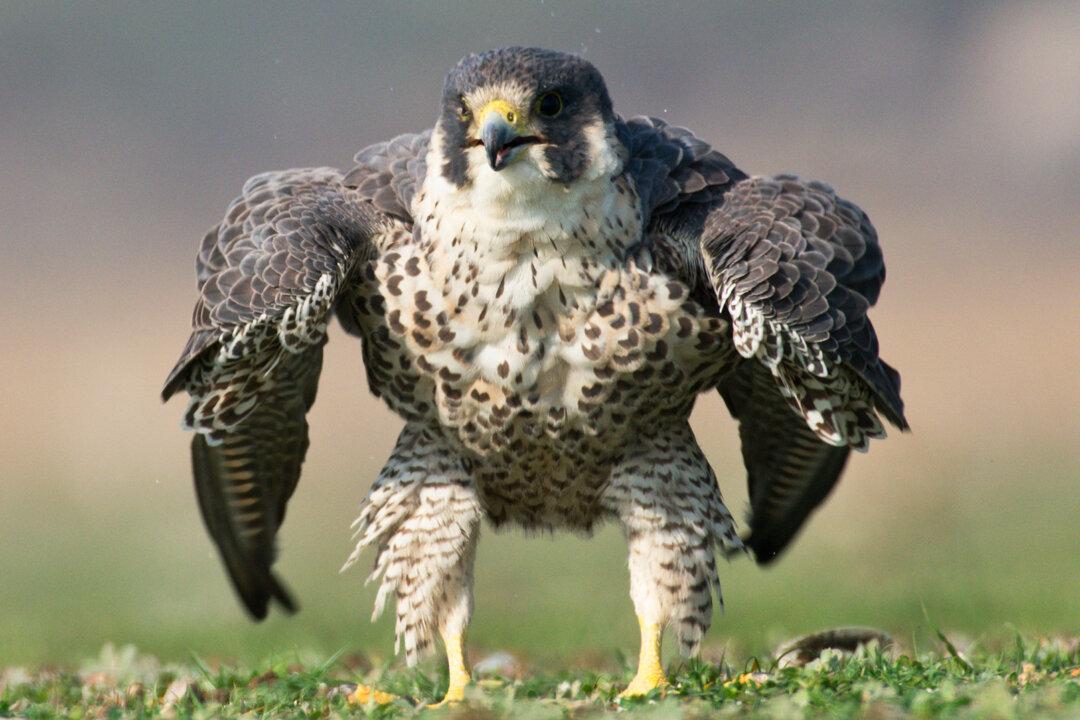 Photographer Snaps Rare Image of Peregrine Falcon Puffing Up Like the Incredible Hulk