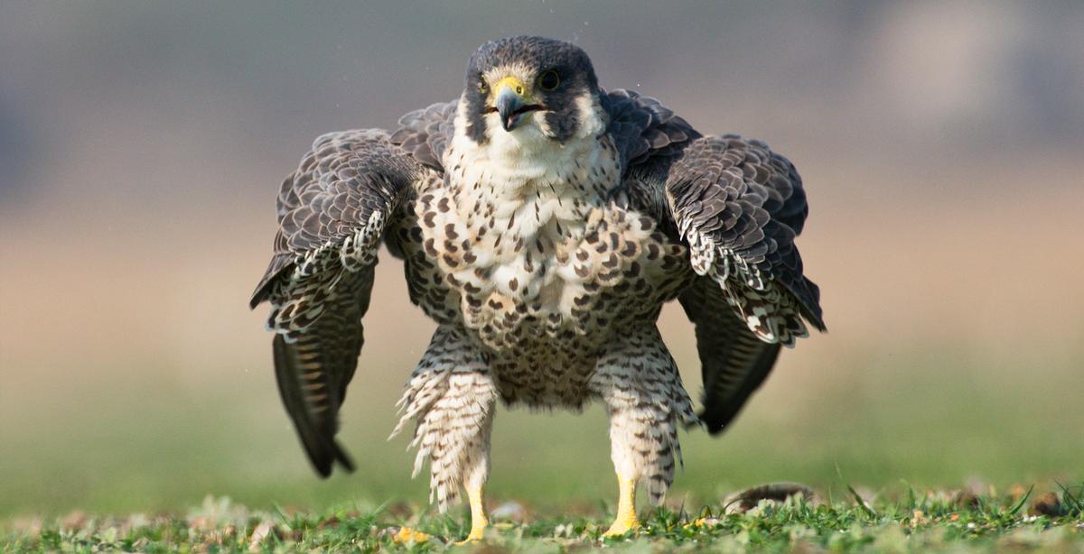 Photographer Snaps Rare Image of Peregrine Falcon Puffing Up Like the Incredible Hulk