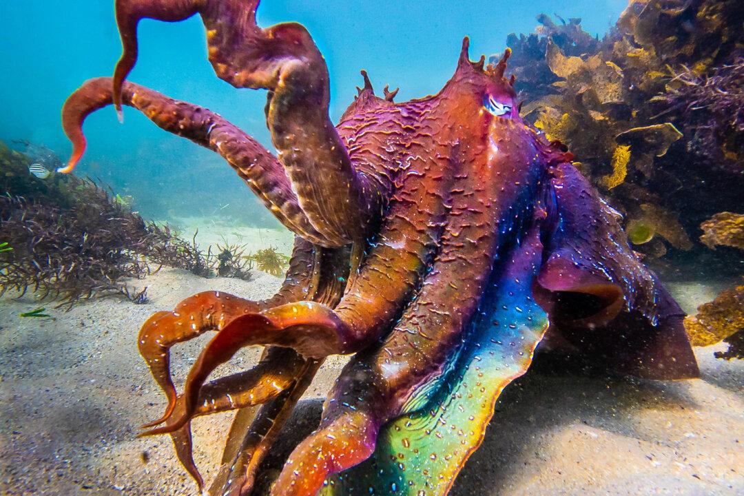 ‘Alien-Like’ Cuttlefish’s Skin Changes Color, Displays Stunning Rainbow Hues During Mating Season