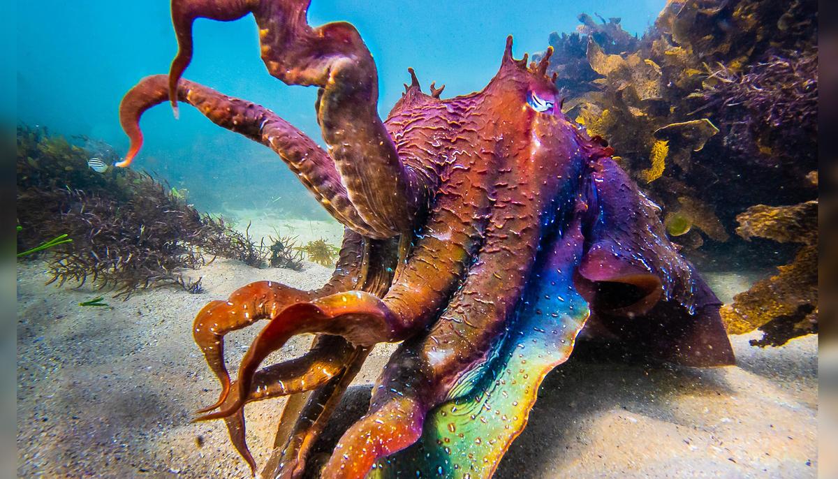 ‘Alien-Like’ Cuttlefish’s Skin Changes Color, Displays Stunning Rainbow Hues During Mating Season