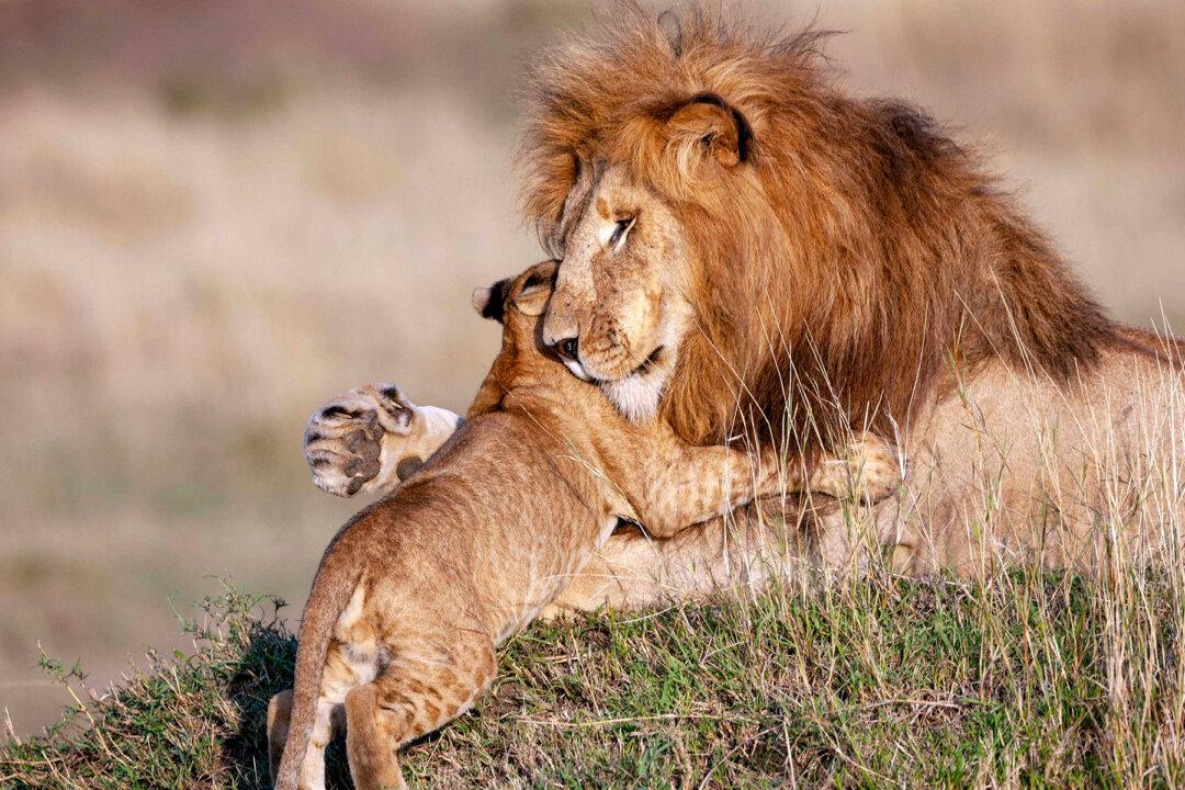 Heartwarming Photos of Lion Dad and Cub Embracing Reveal Gentle Side of King of the Savanna