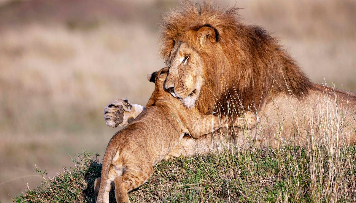 Heartwarming Photos of Lion Dad and Cub Embracing Reveal Gentle Side of King of the Savanna