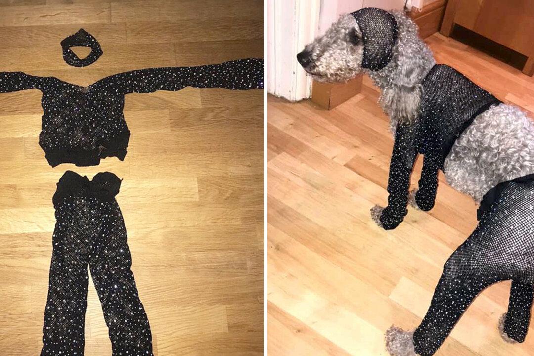 Teen Orders Party Outfit for Ibiza Trip, but It Arrives in Size So Tiny It Only Fits on Her Dog