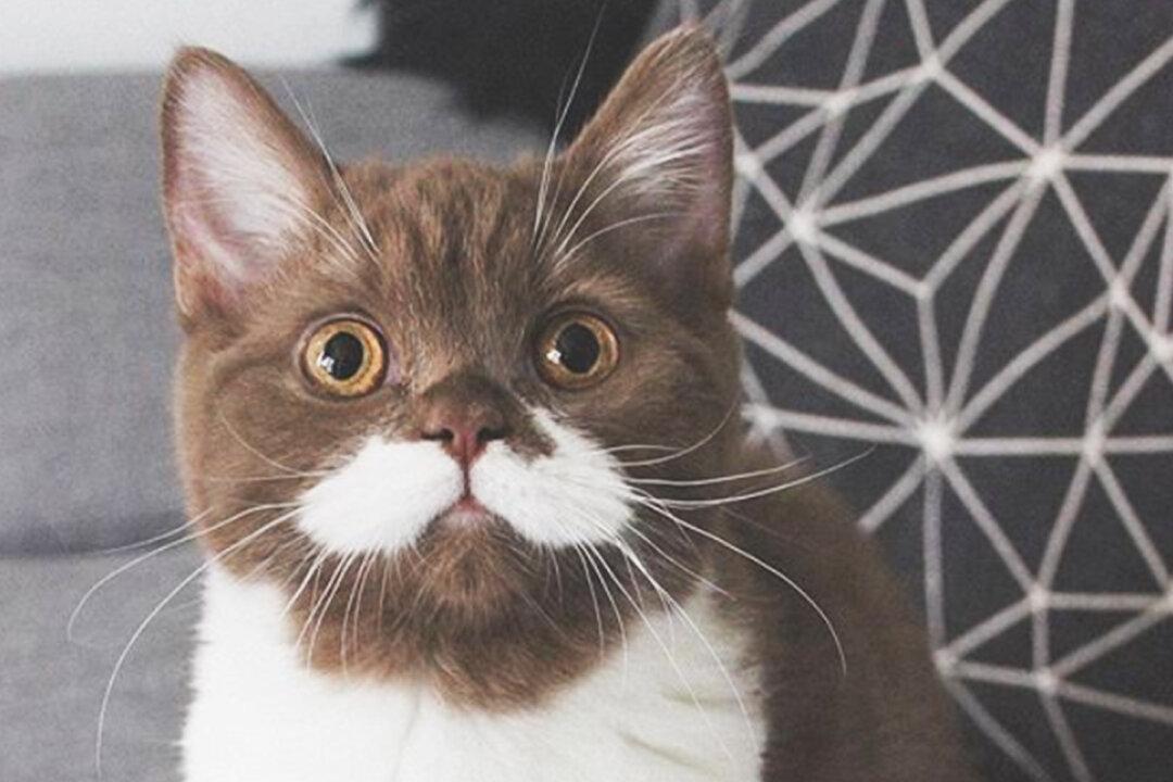 Kitten With Adorable White ‘Mustache’ and ‘Tuxedo’ Gains Fame on Instagram With 60,000 Followers
