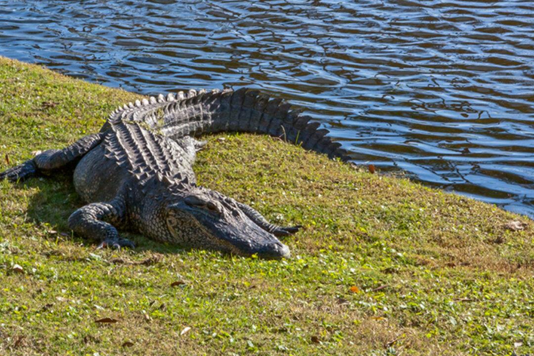 Confused Alligator Found Outside Front Door of Venice Home Caught on Doorbell Camera