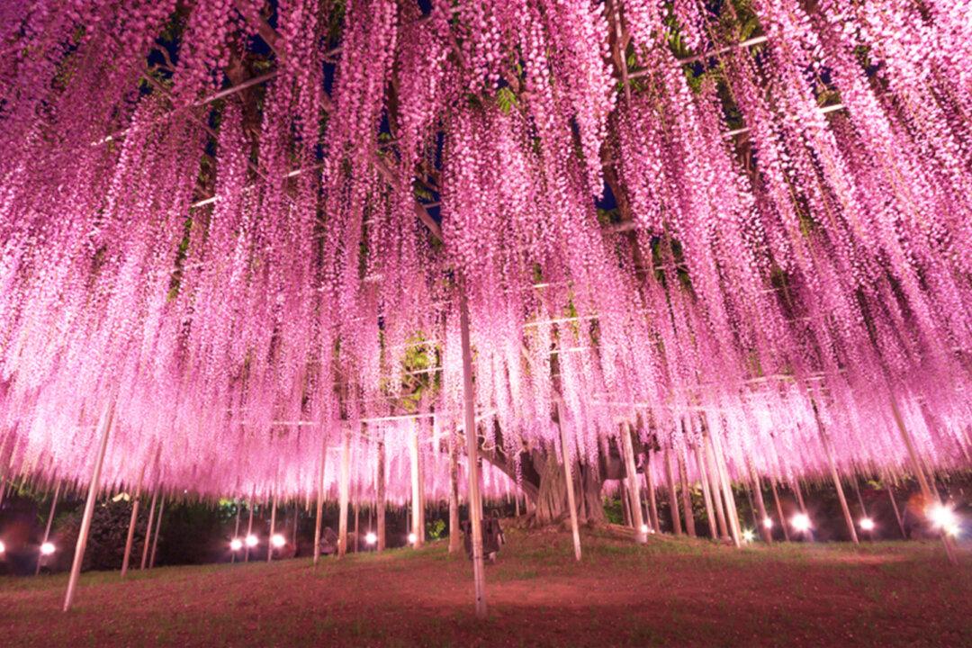 This Almost 150-Year-Old Great Wisteria in Japan Looks Like a ‘Pink Cloud’