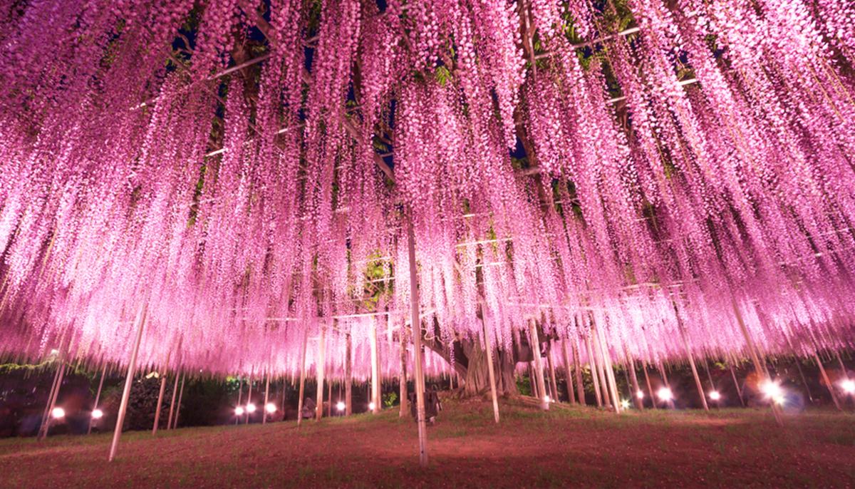 This Almost 150-Year-Old Great Wisteria in Japan Looks Like a ‘Pink Cloud’