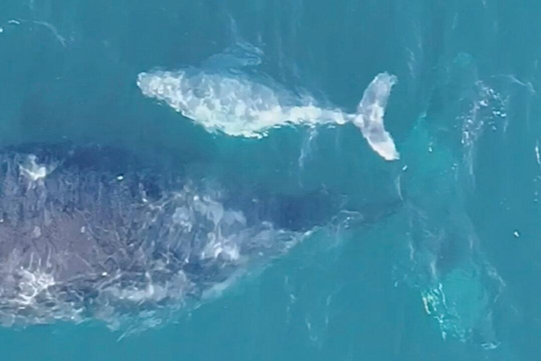 Aussie Dad Captures Drone Footage of ‘Extremely Rare’ White Humpback Whale Calf