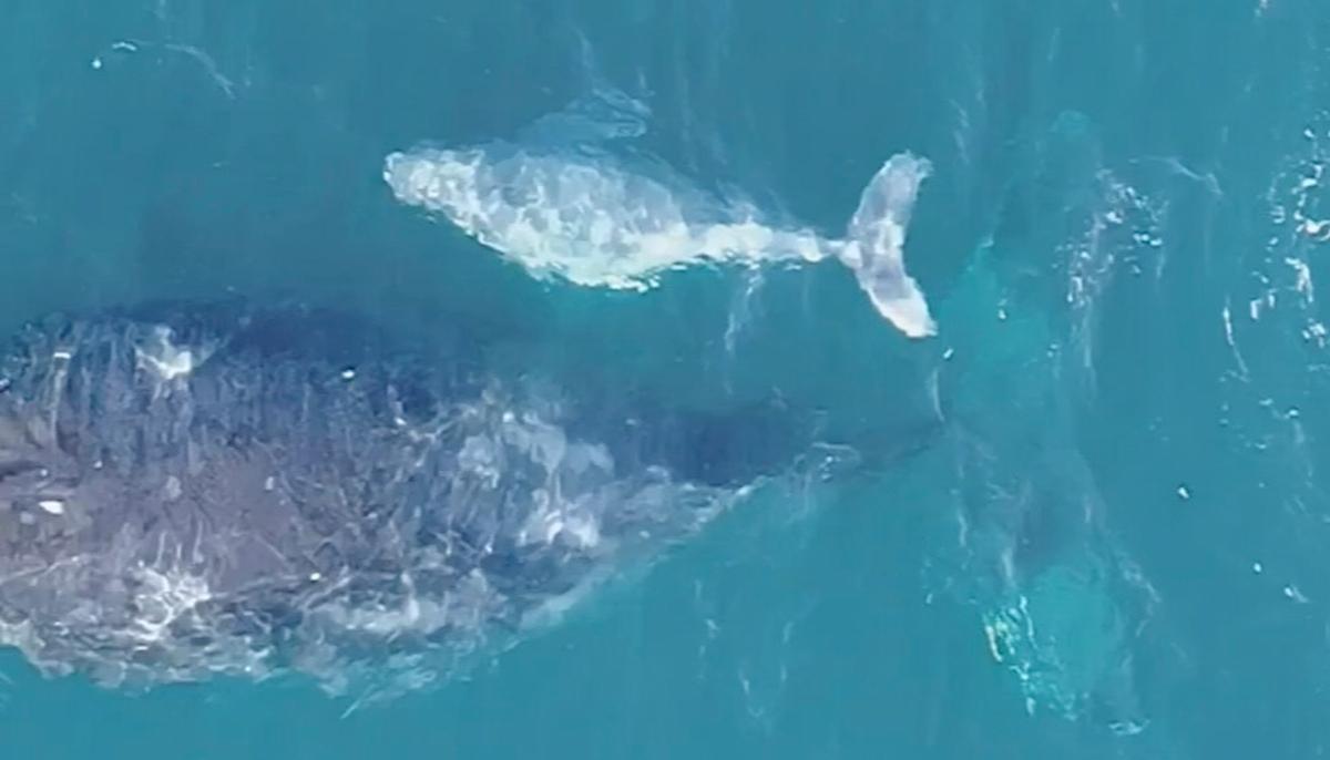 Aussie Dad Captures Drone Footage of ‘Extremely Rare’ White Humpback Whale Calf