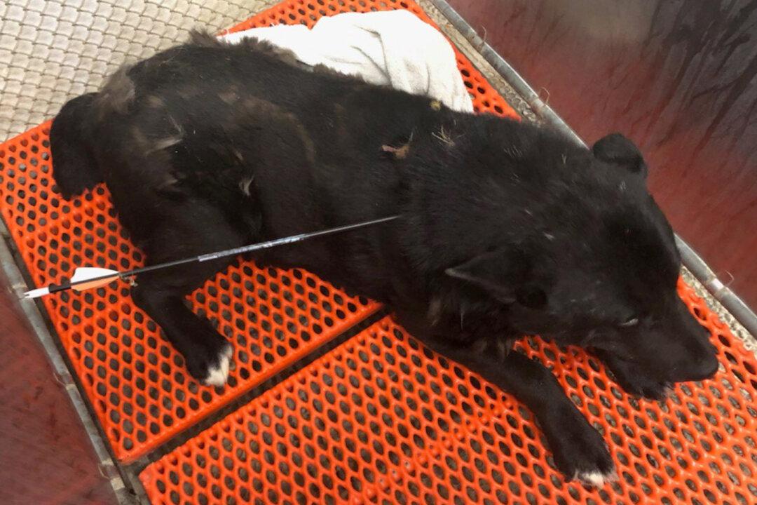 Dog Was Shot in the Neck With an Arrow on Reservation, Gets Rescued, Expected to Recover