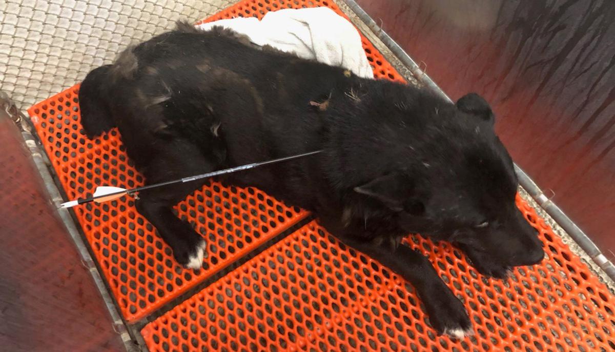 Dog Was Shot in the Neck With an Arrow on Reservation, Gets Rescued, Expected to Recover