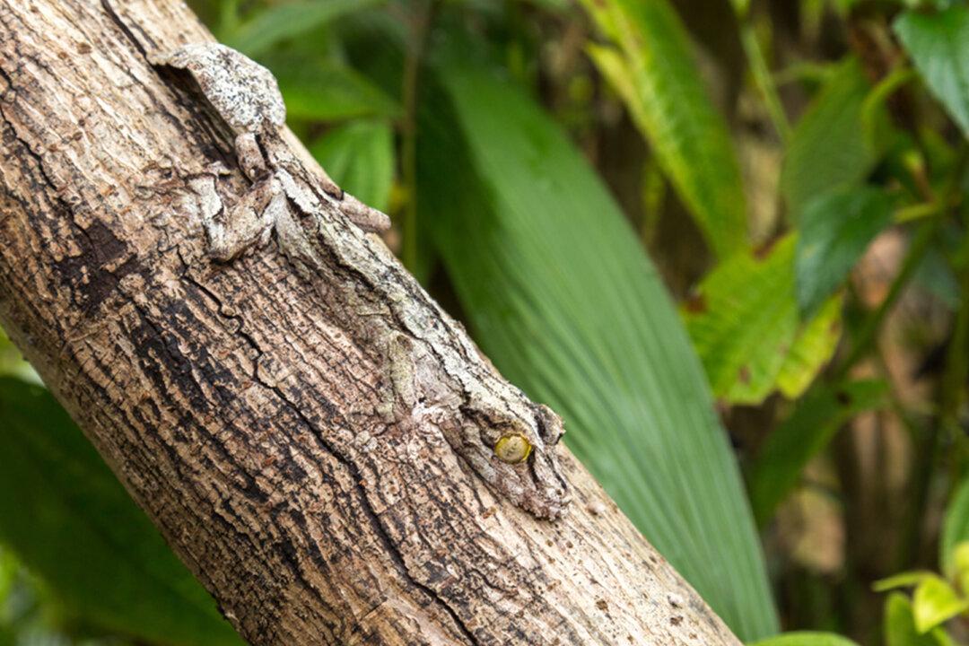 Hard-to-Spot Creatures With Amazing Camouflage: Can You See the Animals Hiding in Their Surroundings?