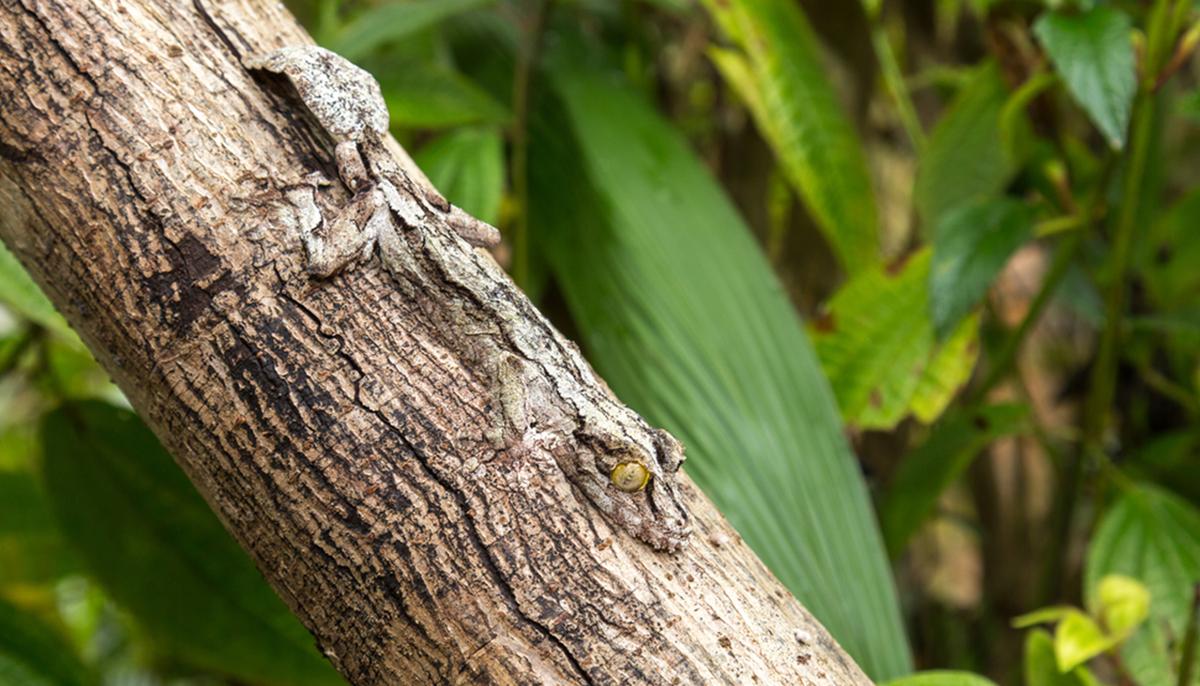 Hard-to-Spot Creatures With Amazing Camouflage: Can You See the Animals Hiding in Their Surroundings?