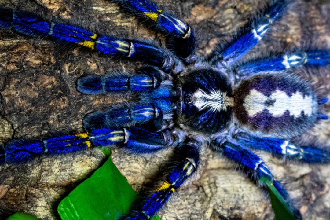 Electric-Blue Peacock Tarantula May Be One of the Most Eye-Catching Endangered Species