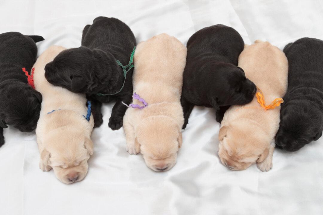 Black Labrador Gives Birth to Bumper Litter of 14 Puppies: ‘One to Remember,’ Says Owner