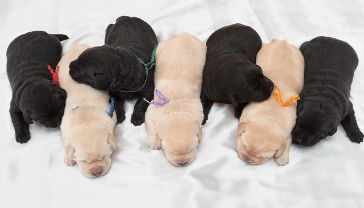Black Labrador Gives Birth to Bumper Litter of 14 Puppies: ‘One to Remember,’ Says Owner