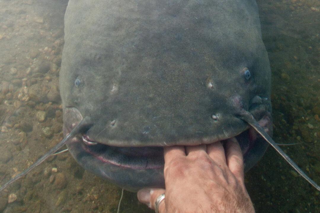 Fisherman Reels In Massive ‘River Monster,’ Sets New State Record for Largest Catfish in Pennsylvania