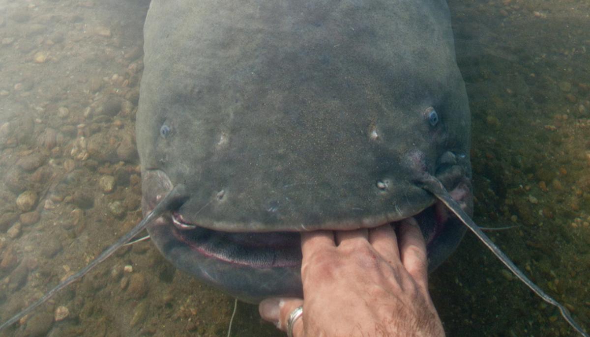 Fisherman Reels In Massive ‘River Monster,’ Sets New State Record for Largest Catfish in Pennsylvania