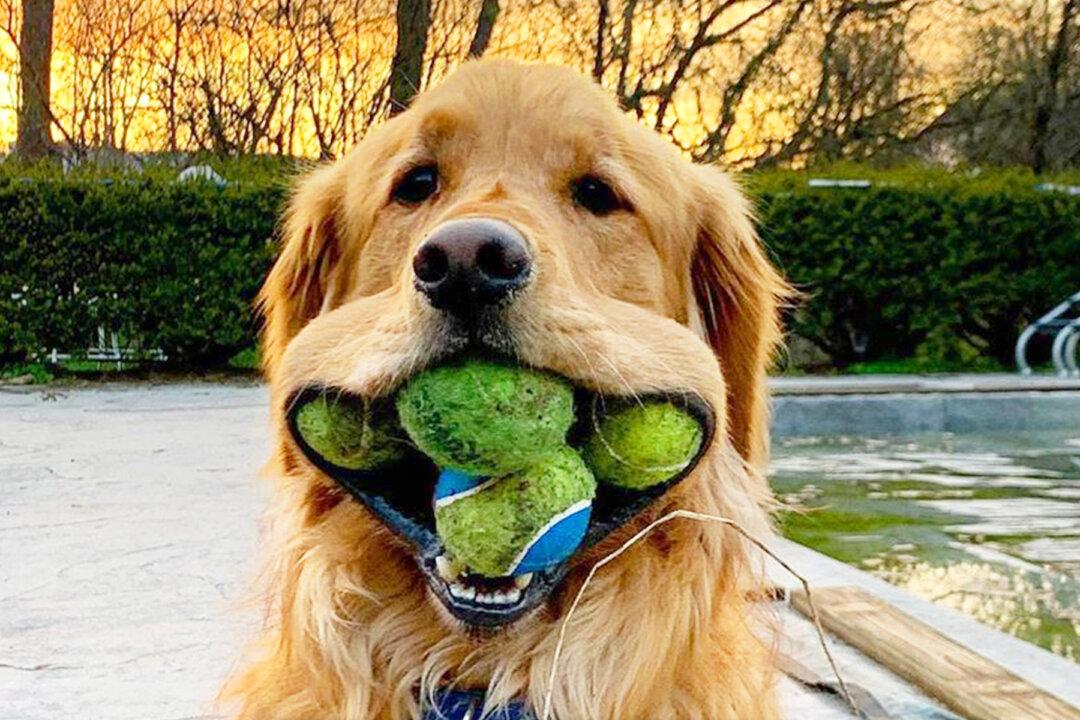 Golden Retriever Sets World Record for Most Tennis Balls in His Mouth According to Guinness