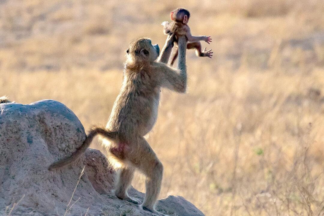 The Lion King Moment: Baboon Holds Up Baby Monkey Like Simba in the Disney Film