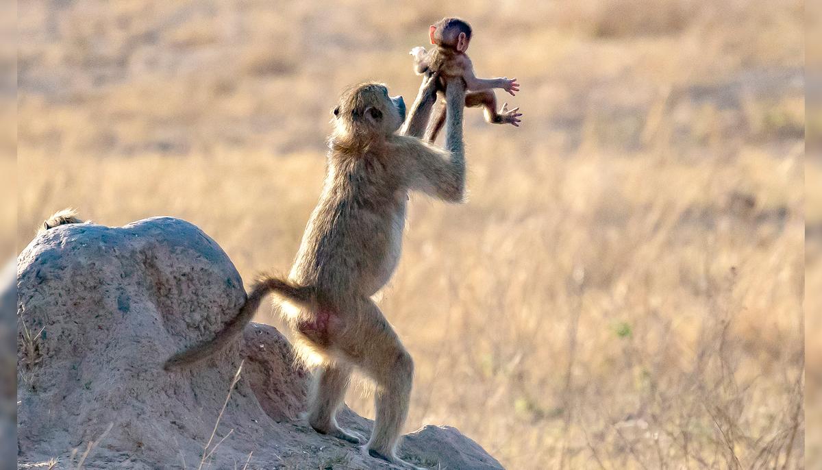 The Lion King Moment: Baboon Holds Up Baby Monkey Like Simba in the Disney Film