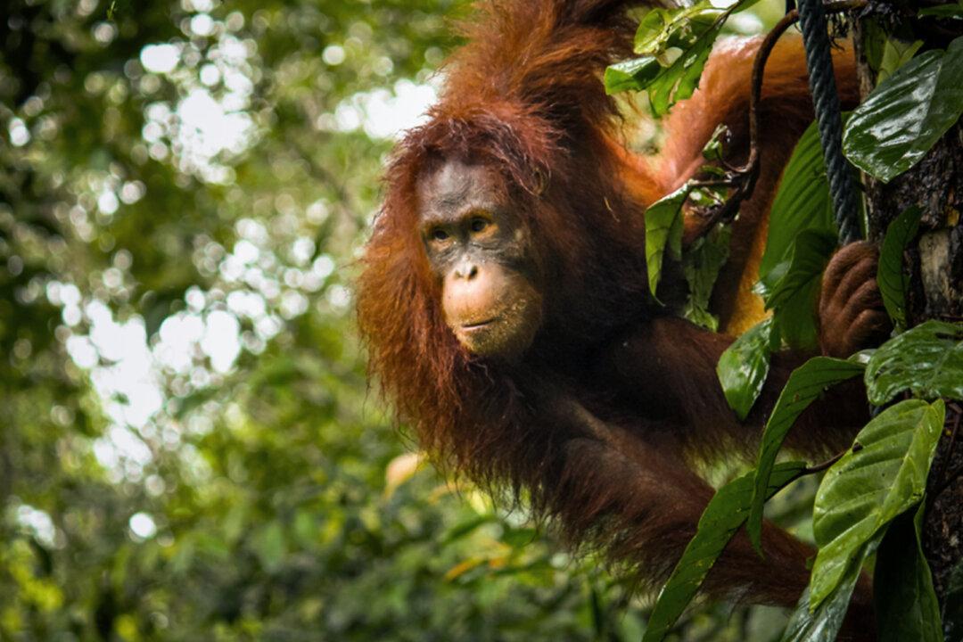 Adorable Photo Shows Orangutan Lending a Hand to Man Wading in Snake-Infested Waters
