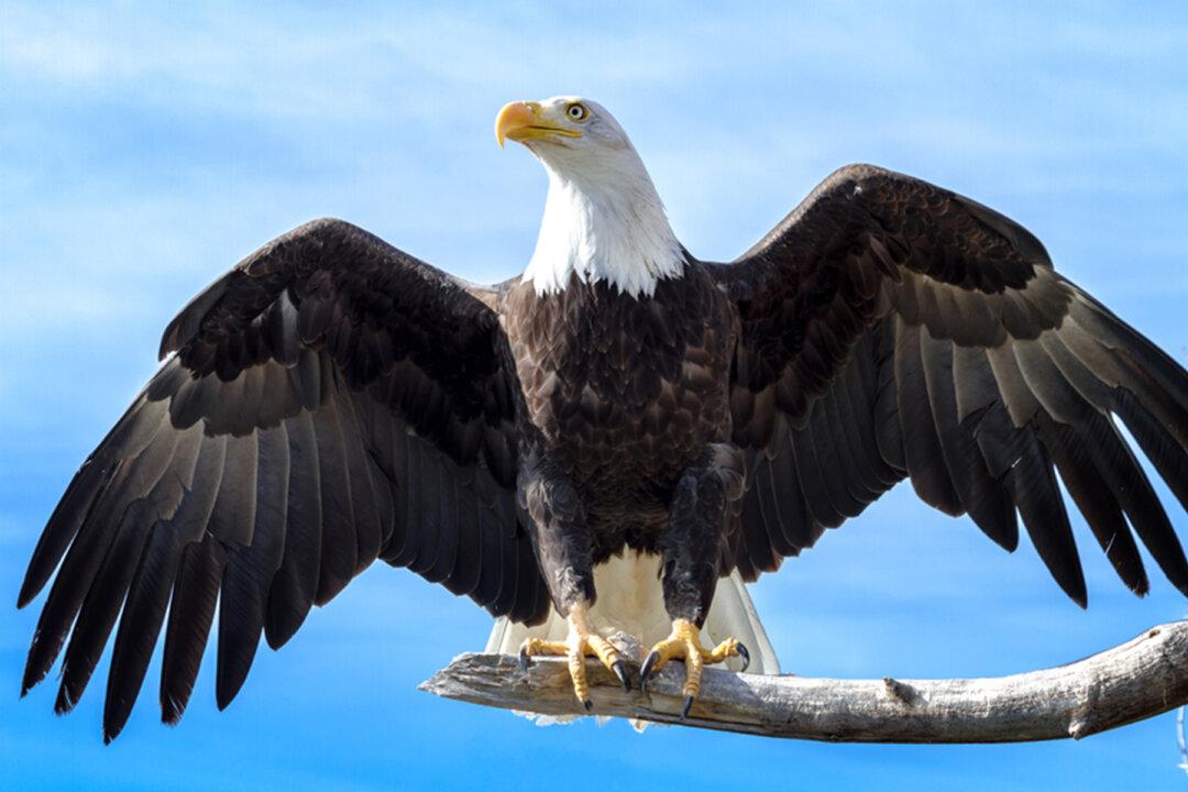 This Sheriff’s Deputy Has Rescued 19 American Bald Eagles: ‘They Are the Nation’s Bird’