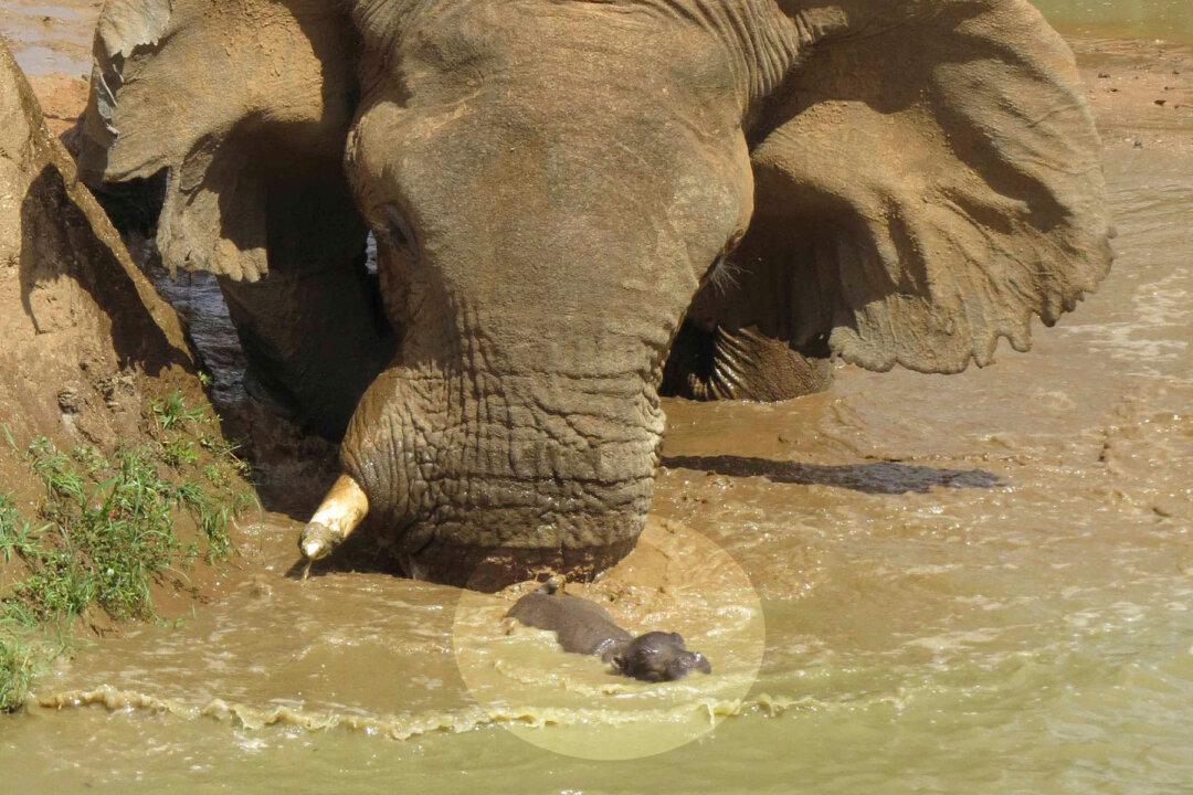 Photos Show Mother Hippo Fighting Off HUGE Elephant That Tries to Threaten Her Baby