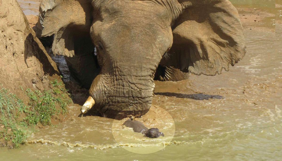 Photos Show Mother Hippo Fighting Off HUGE Elephant That Tries to Threaten Her Baby