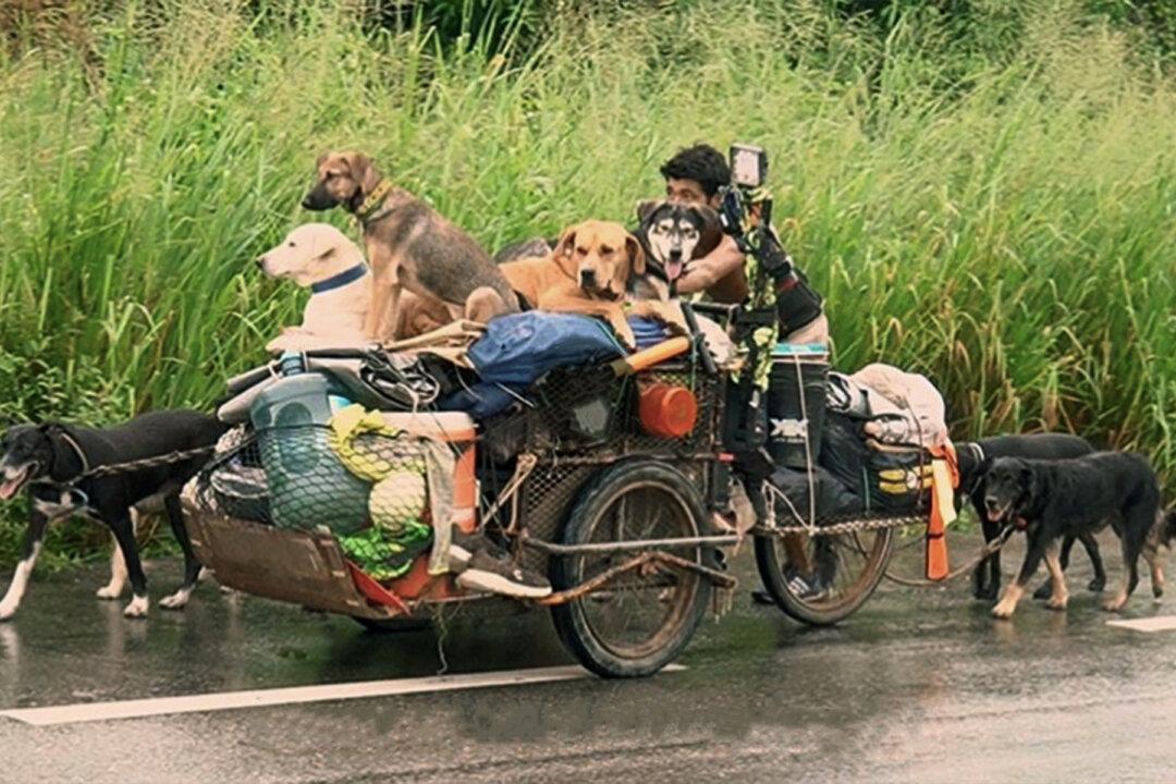 Man Walks Thousands of Miles Collecting Stray Dogs and Finds Homes for Them in Mexico