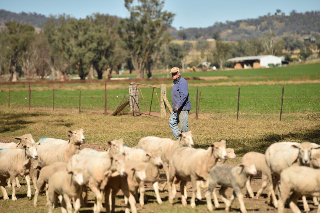 Grain Resurgence Drives Australian Farm Production Up