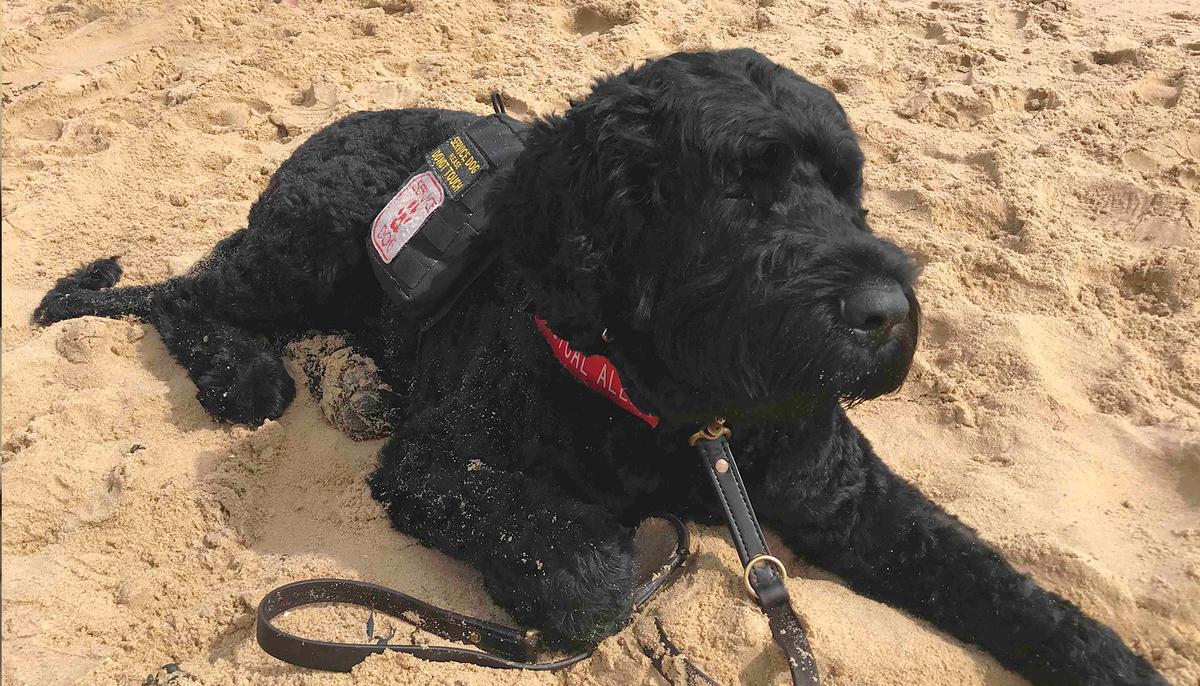 Service Dog Saved Owner’s Life, Licks Him to Take His Medication for Deadly Hormonal Disorder