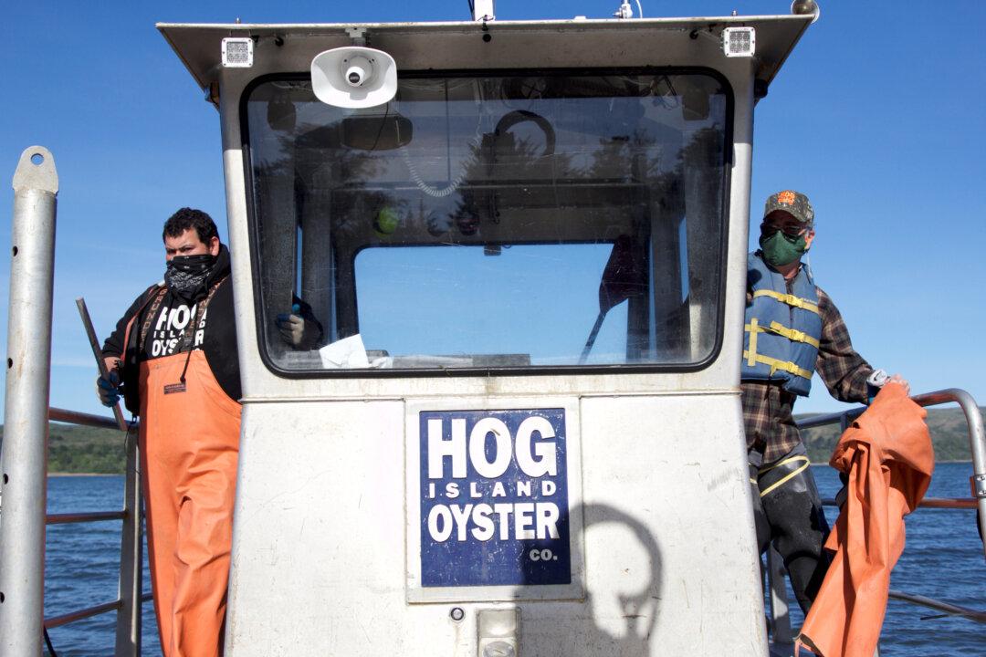 After Pandemic, California Oyster Farmer Confident in Industry’s Return