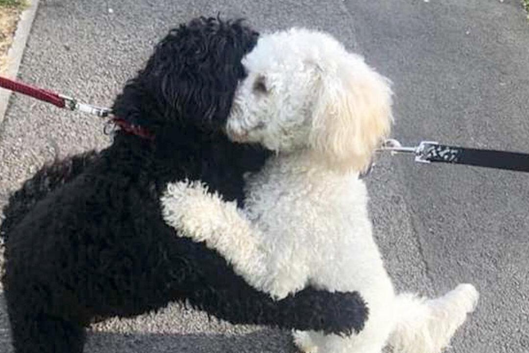 Dog Siblings Reunite After 10 Months and Share a Hug: ‘They Remembered Each Other’