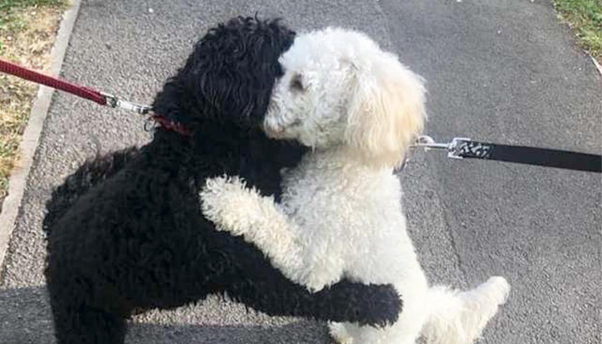 Dog Siblings Reunite After 10 Months and Share a Hug: ‘They Remembered Each Other’
