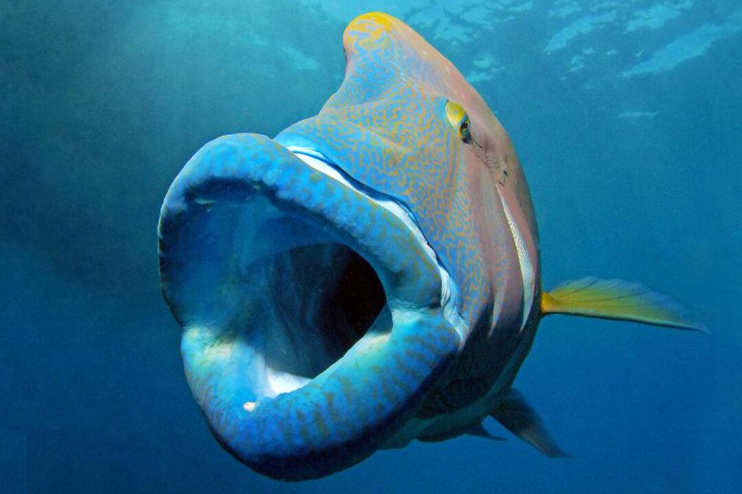 Giant ‘Napoleon Fish’ With Huge Lips Snapped by Aussie Marine Photographer: Amazing!