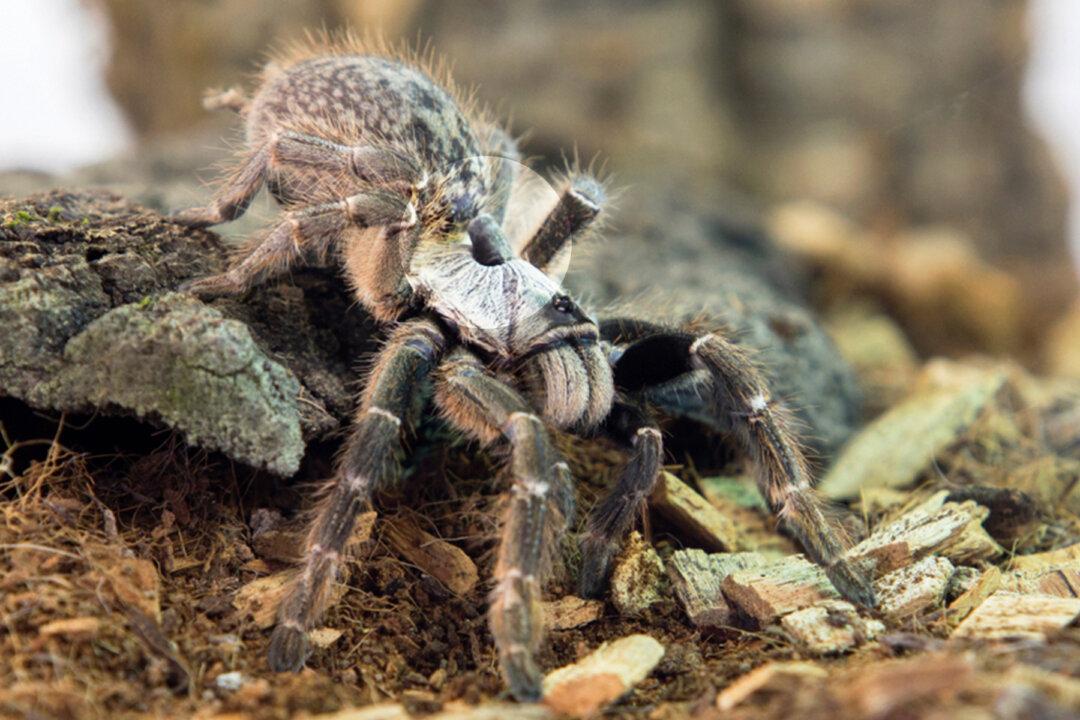 Scientists Discover Strange New Tarantula Species With ‘Horn’ on Its Back in Southwestern Africa