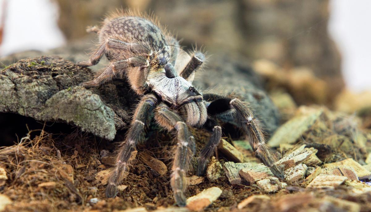 Scientists Discover Strange New Tarantula Species With ‘Horn’ on Its Back in Southwestern Africa