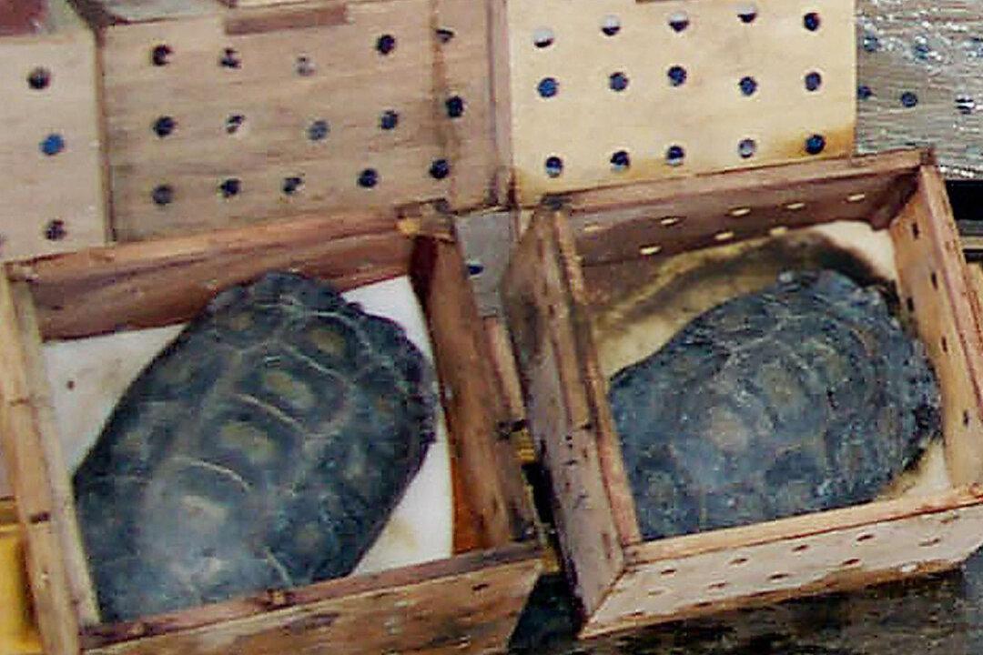 Mexico Seizes Illegal Shipment Containing 15,000 Live Turtles to Be Delivered to China