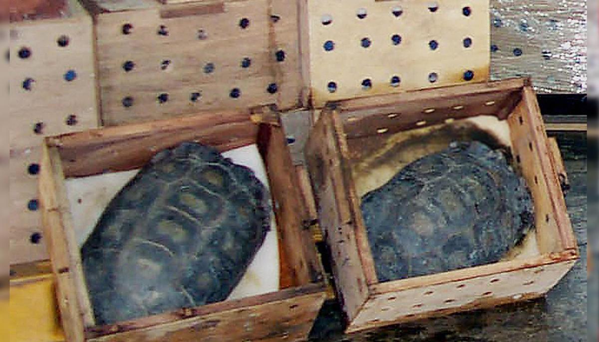 Mexico Seizes Illegal Shipment Containing 15,000 Live Turtles to Be Delivered to China