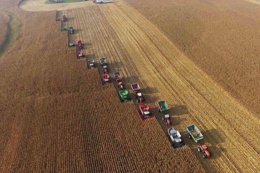 Community Rallied to Harvest 450 Acres in 10 Hours for Farmer With Terminal Cancer